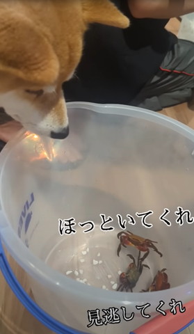 ほっといてくれ