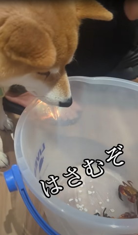 挟むれぞ