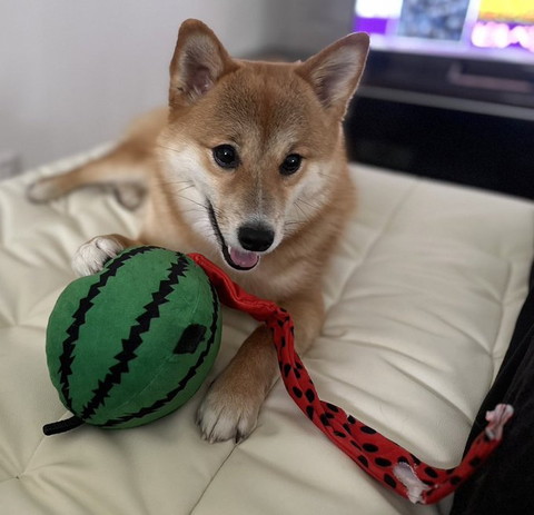 スイカのおもちゃとワンコ