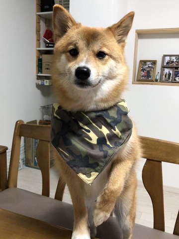 バンダナつけたワンコ