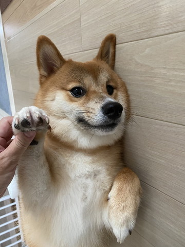 前足あげられてるワンコ