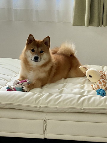 おもちゃかかえてベッドの上ワンコ遠くから