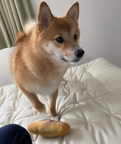 画面右見てるワンコ