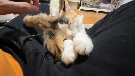 気持ちよさそうな猫