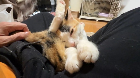 ウインクする猫