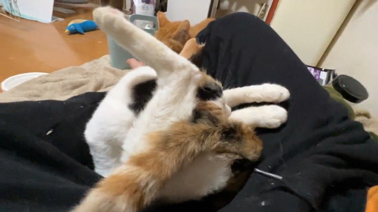 難解ポーズの猫