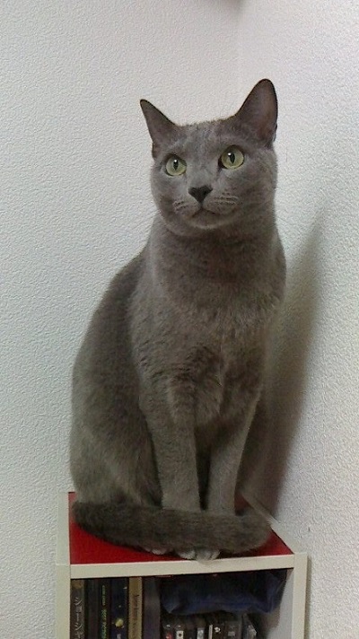 ロシアンブルー