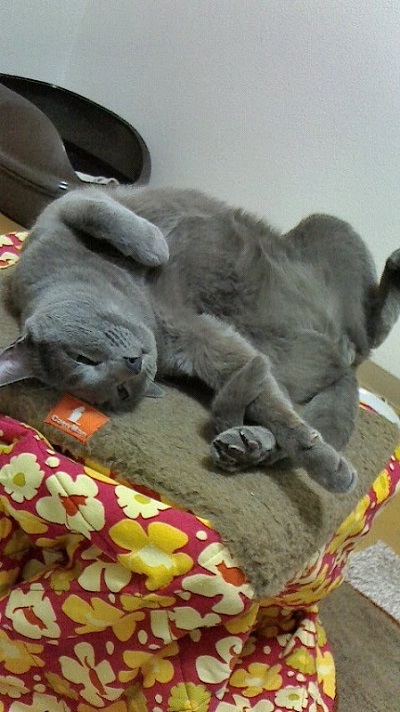 ロシアンブルー