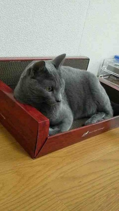 ロシアンブルー