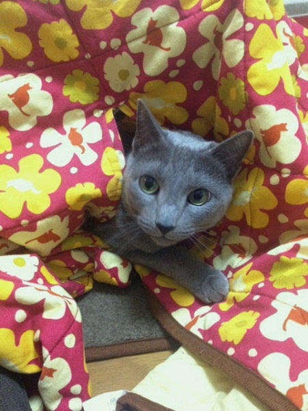 ロシアンブルー