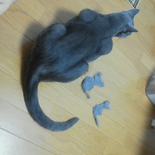 ロシアンブルー