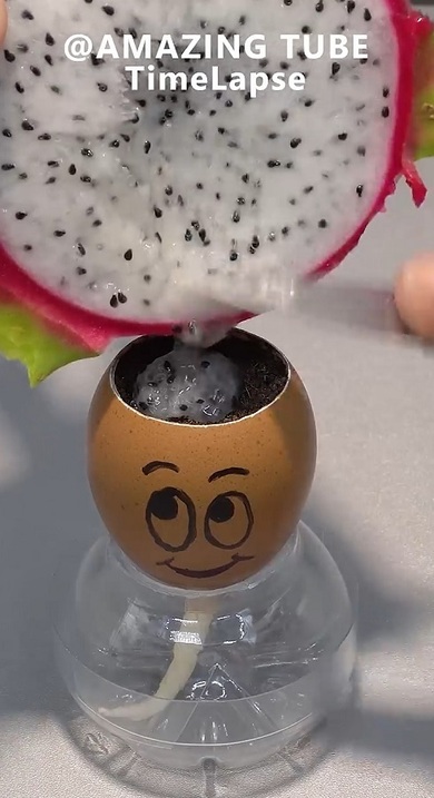 ドラゴンフルーツ01