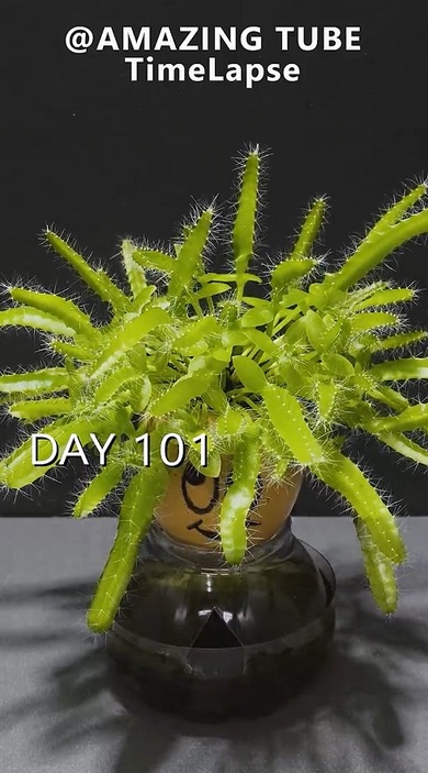 ドラゴンフルーツ03