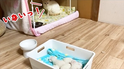 赤ちゃん猫を守る母猫