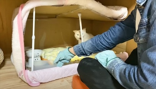 赤ちゃん猫を守る母猫