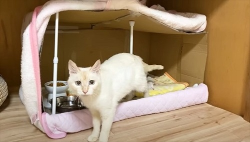 赤ちゃん猫を守る母猫