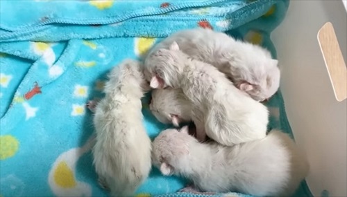 赤ちゃん猫を守る母猫