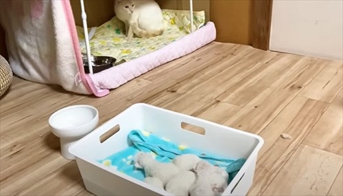 赤ちゃん猫を守る母猫