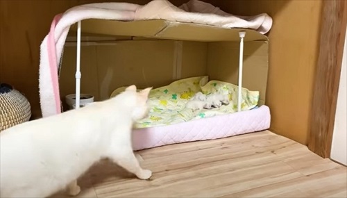 赤ちゃん猫を守る母猫