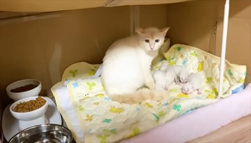 赤ちゃん猫を守る母猫