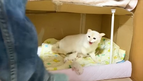 赤ちゃん猫を守る母猫