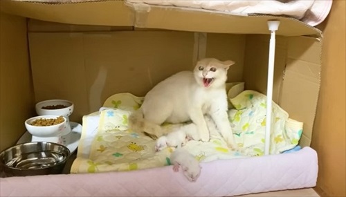 赤ちゃん猫を守る母猫
