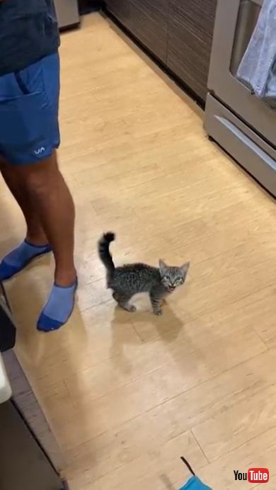 長い鳴き声をあげる猫