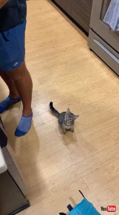 長い鳴き声をあげる猫