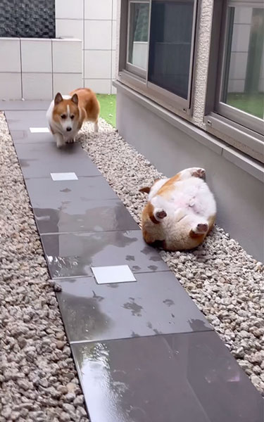 弟ワンコの生存確認をする兄ワンコ