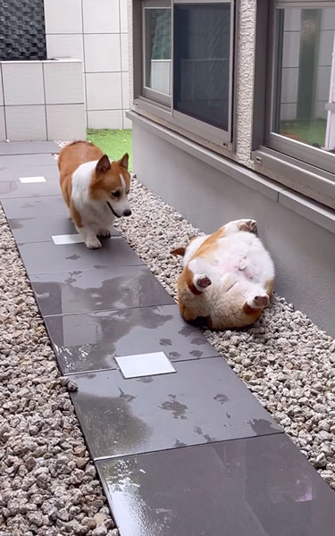 弟ワンコの生存確認をする兄ワンコ