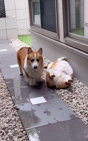 弟ワンコの生存確認をする兄ワンコ