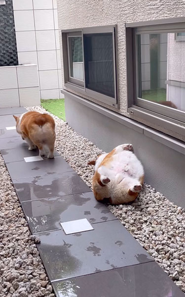 弟ワンコの生存確認をする兄ワンコ