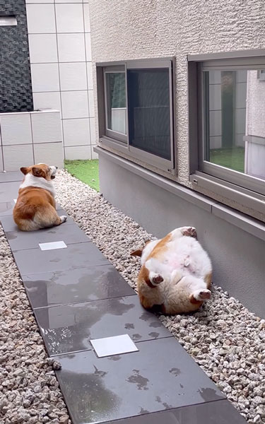 弟ワンコの生存確認をする兄ワンコ