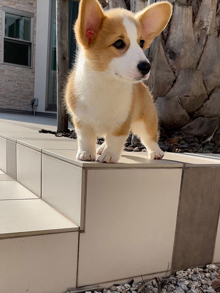 小さいころのぷぅくん