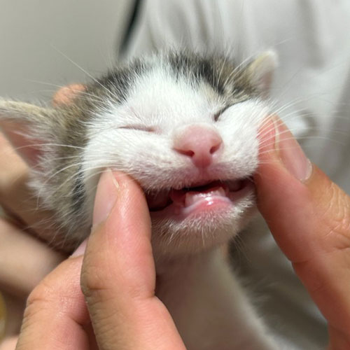 乳歯が生えてきた保護子猫