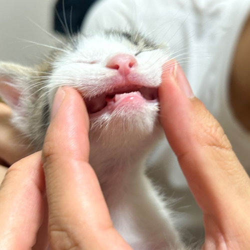 乳歯が生えてきた保護子猫