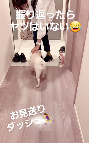 庭に猛ダッシュするワンコ