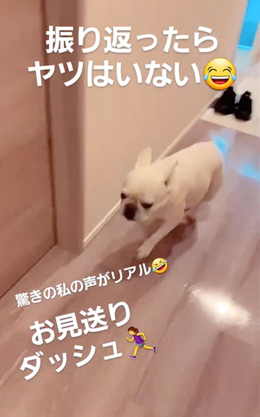 庭に猛ダッシュするワンコ