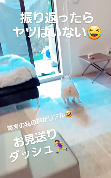 庭に猛ダッシュするワンコ