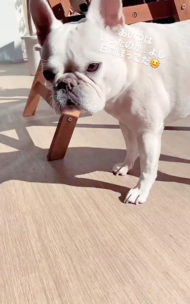 庭に猛ダッシュするワンコ