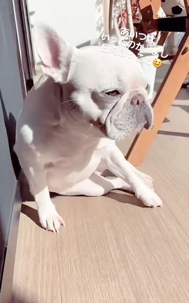 庭に猛ダッシュするワンコ