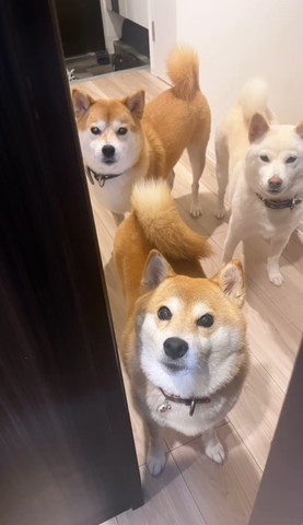 ワンコ3ショット