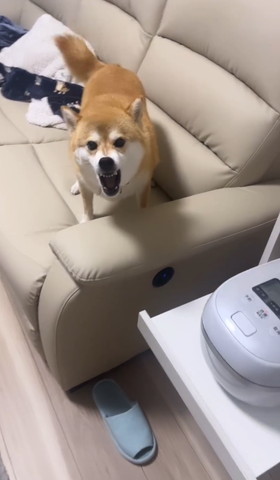 ソファで吠えてるワンコアップ