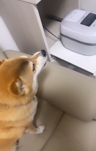炊飯器を見るワンコ