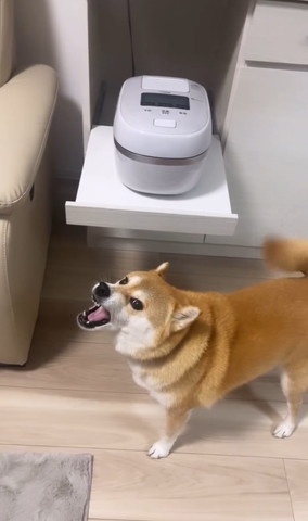 炊飯器の前で吠えるワンコ