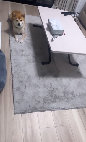 伏せしてるワンコ