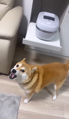 炊飯器の前で吠えるワンコ