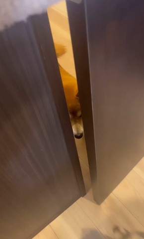 ドアの隙間からのぞくワンコ