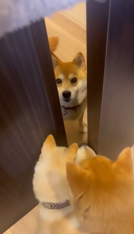 ドアの外にワンコと内側にワンコ
