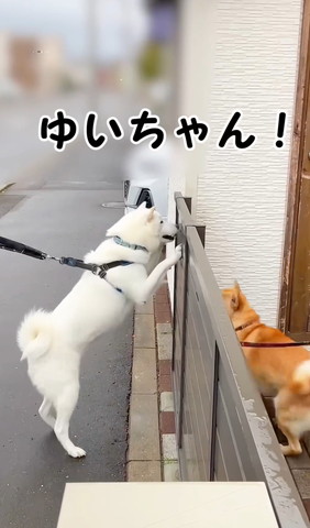 ゆいちゃんテロップ